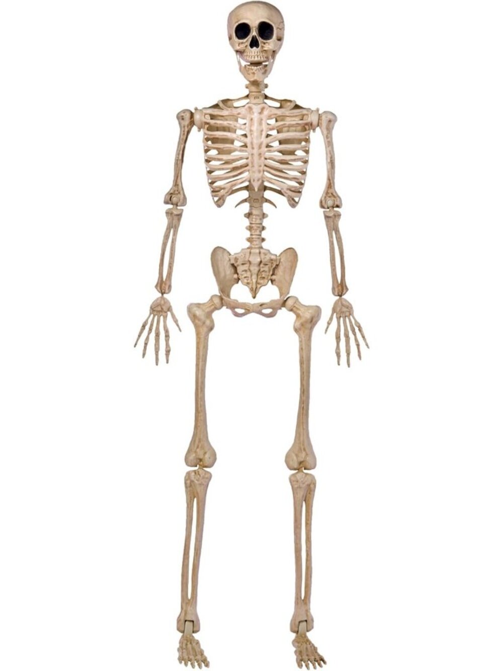 Life-Size 5FT Halloween Skeleton Decor, Posable Joints for Spooky Parties